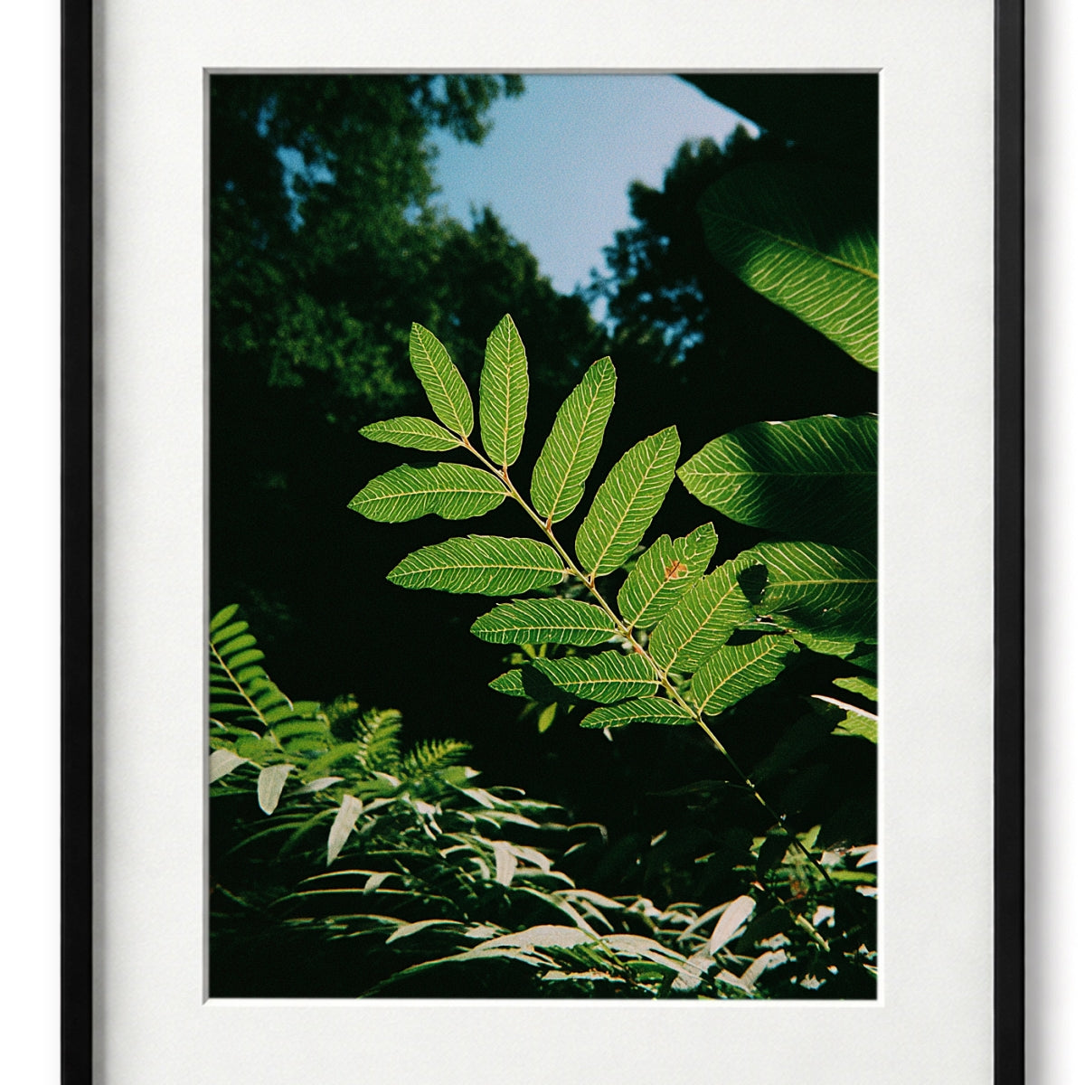 Sunlit Foliage