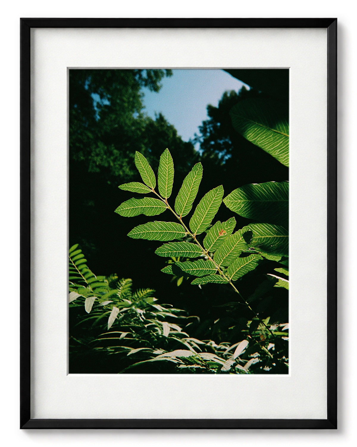 Sunlit Foliage