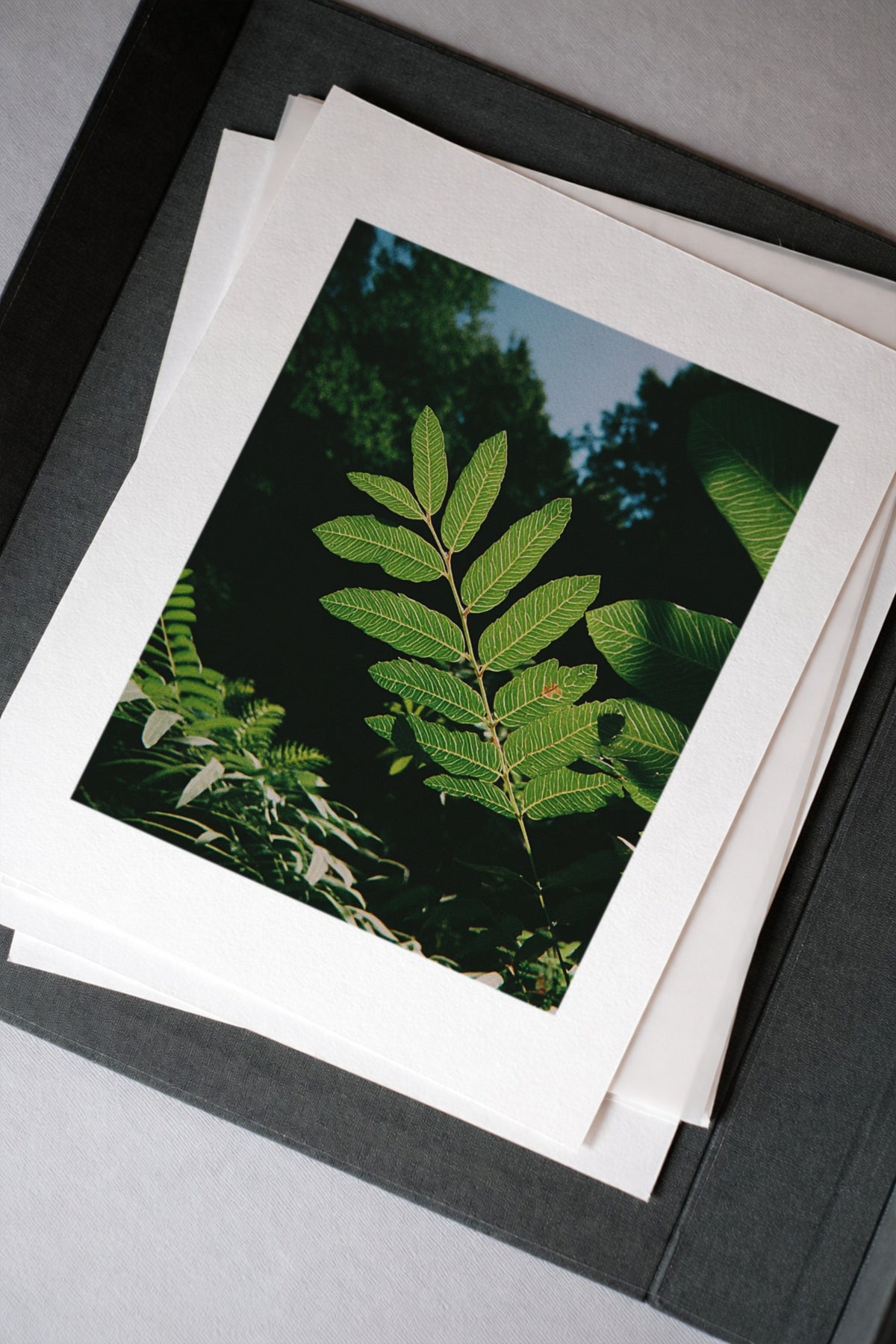 Sunlit Foliage