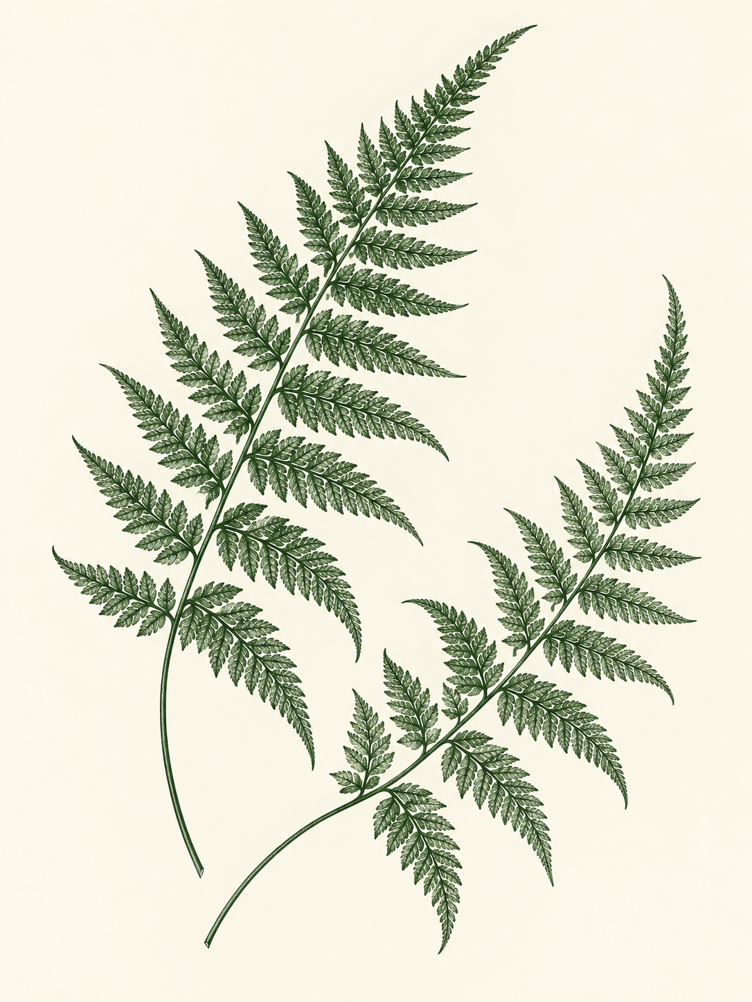 Fern Silhouette - artwork detail