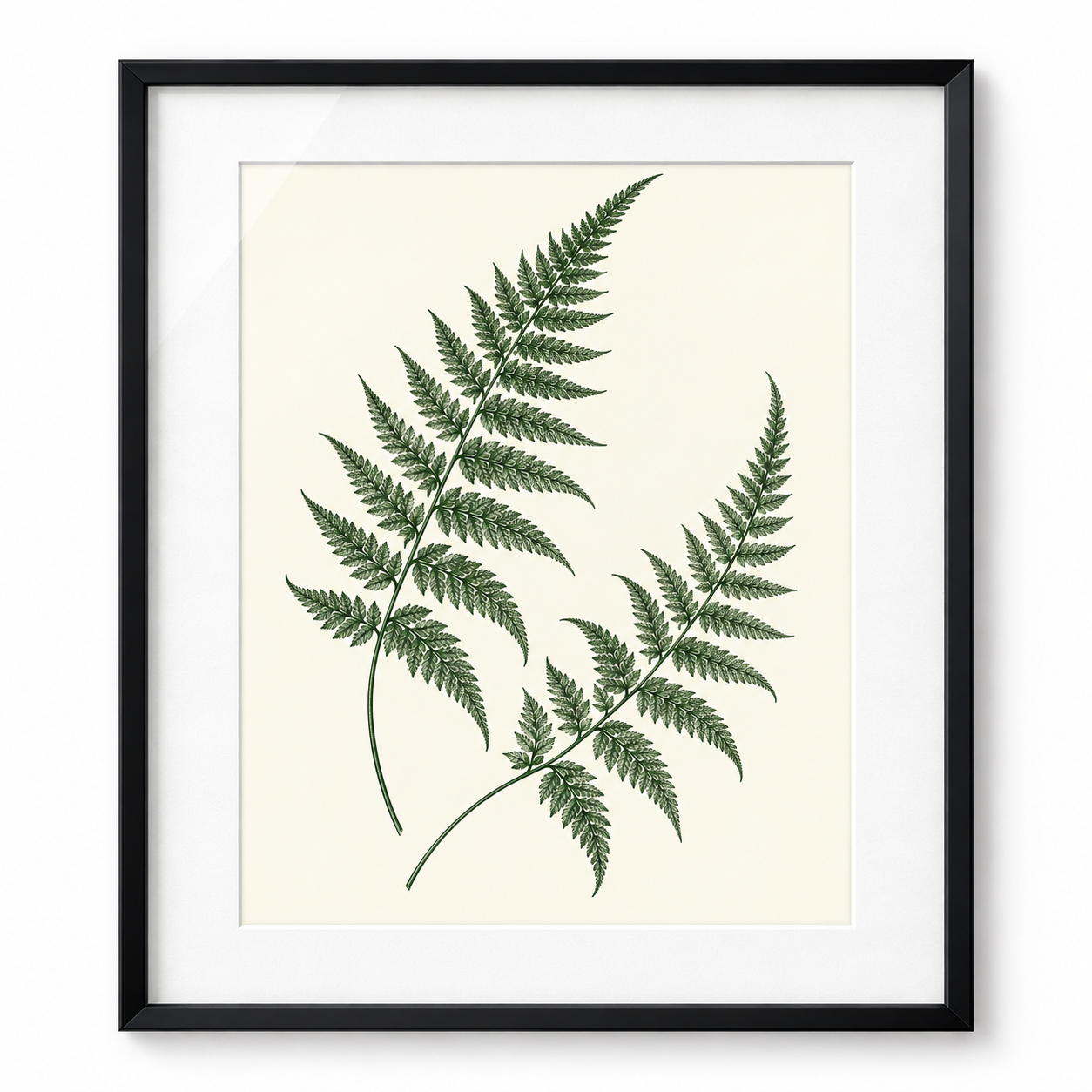 Fern Silhouette - black frame visualization