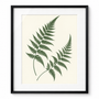 Fern Silhouette - black frame visualization