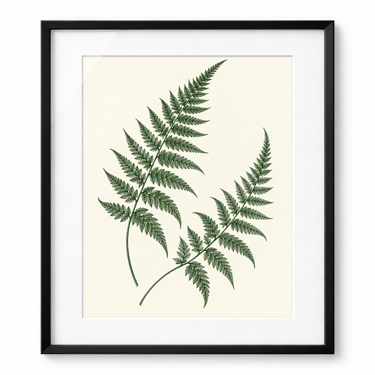 Fern Silhouette - black frame visualization